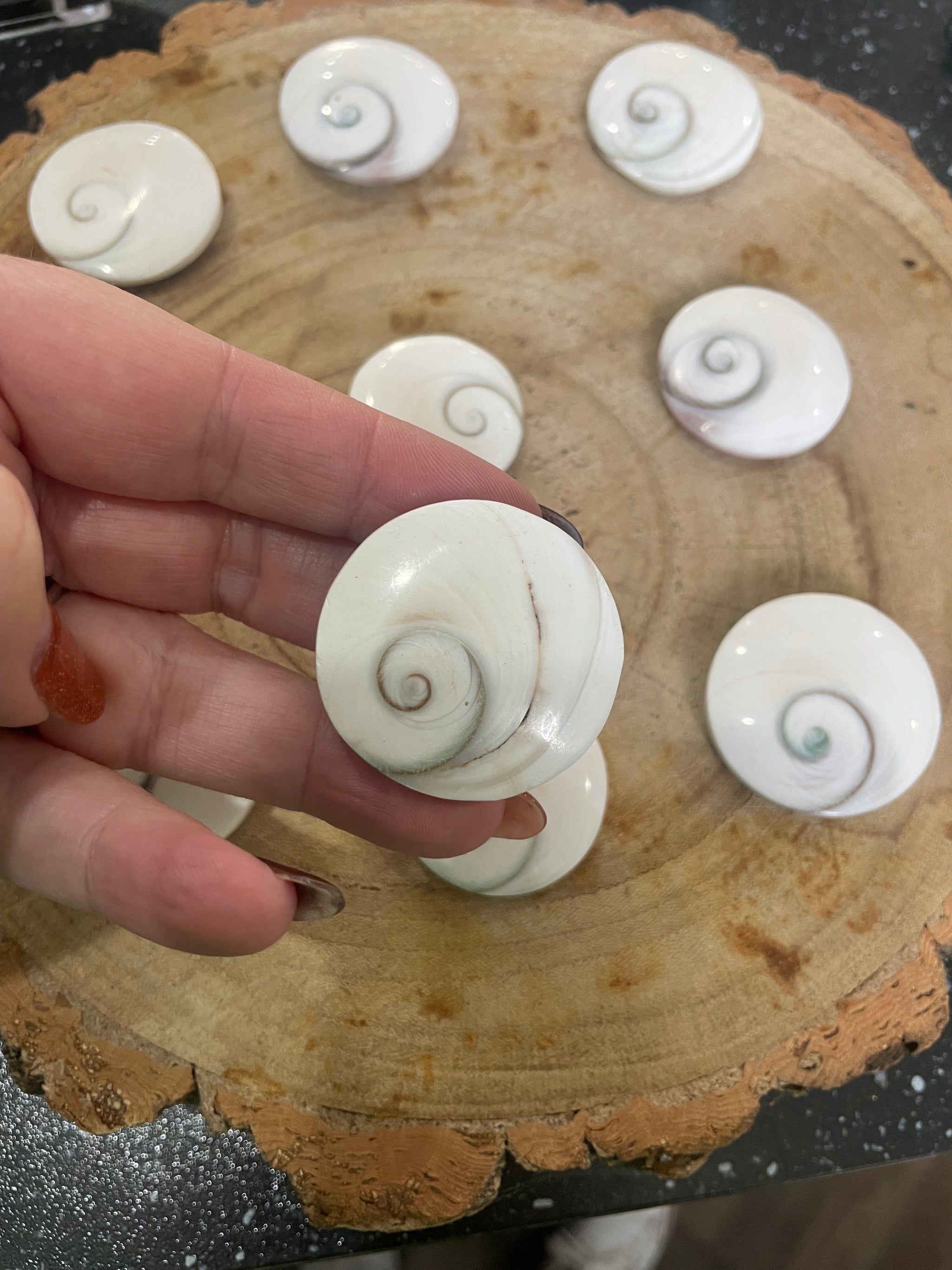 Shiva Shell - Lyndsey Shankland