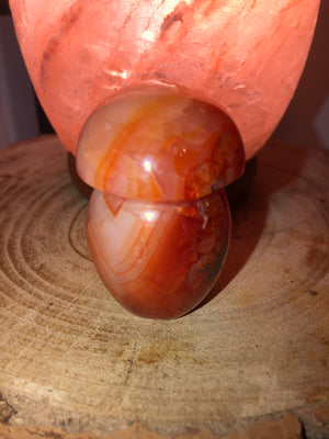 Carnelian mushrooms