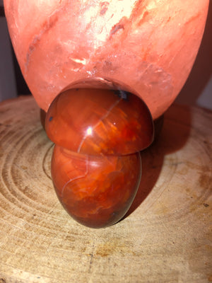 Carnelian mushrooms