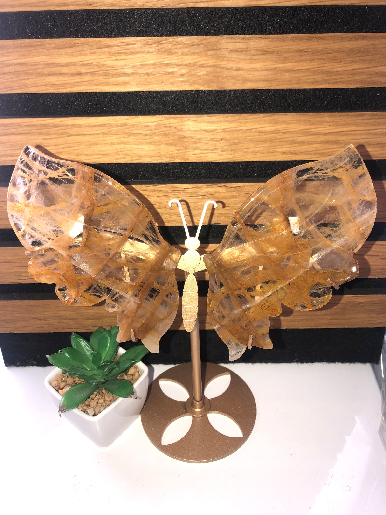 Golden healer butterfly