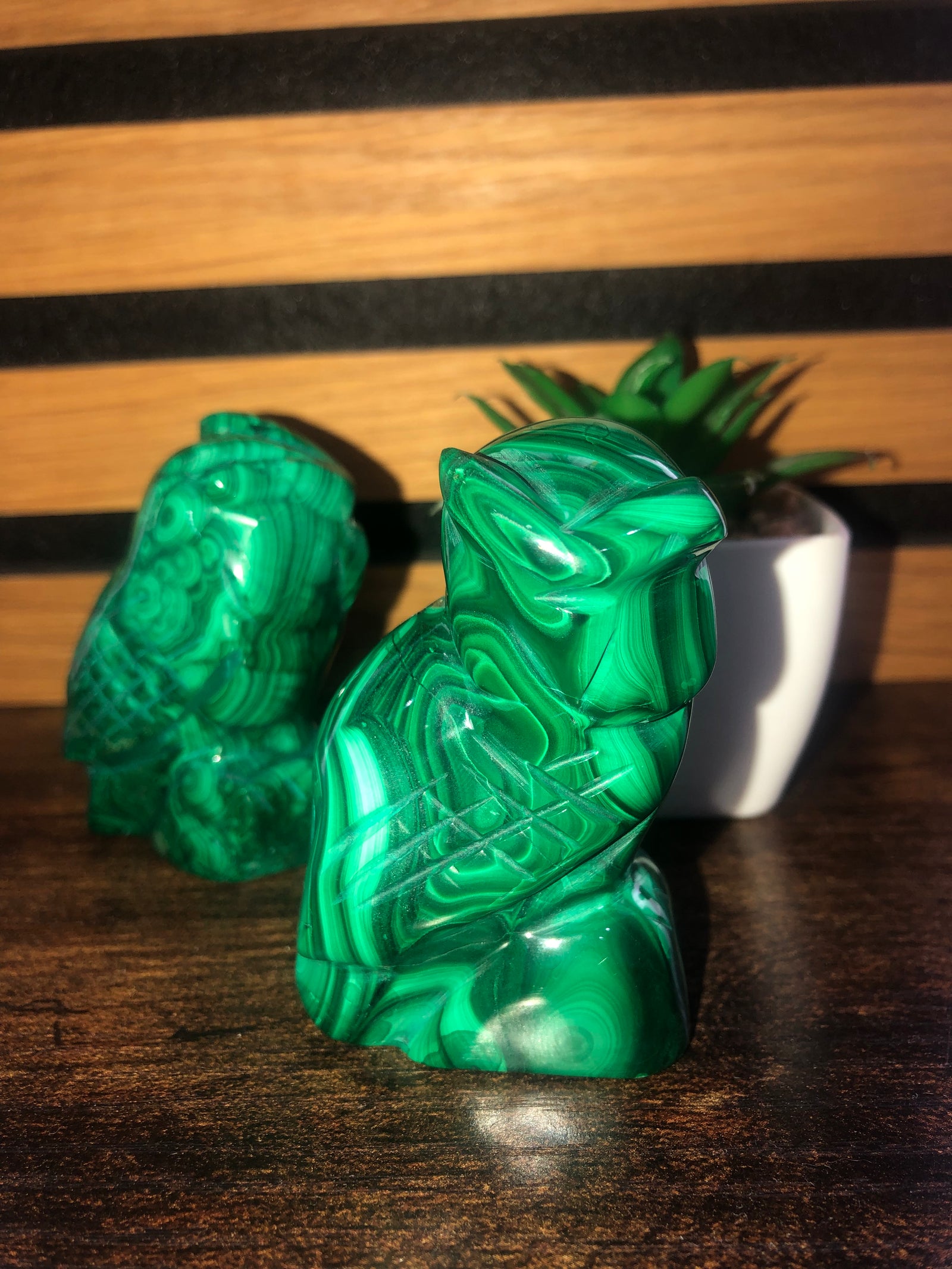 Malachite owl