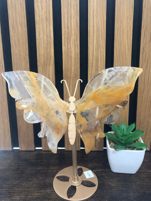 Golden healer butterfly