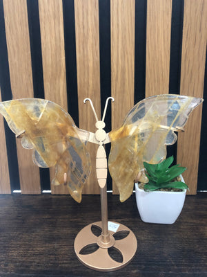 Golden healer butterfly