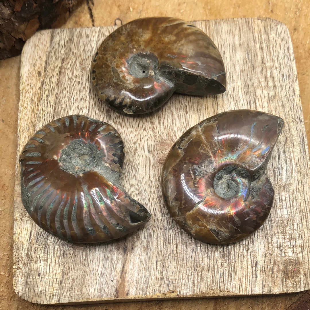 Red ammonite shells