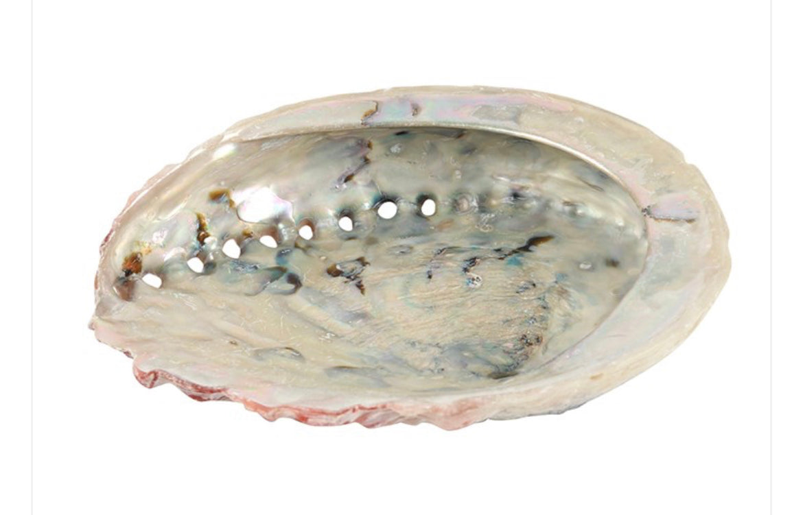 Abalone Shell Great for Smudging