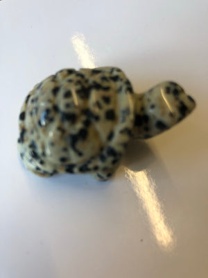 Dalmatian Jasper turtle