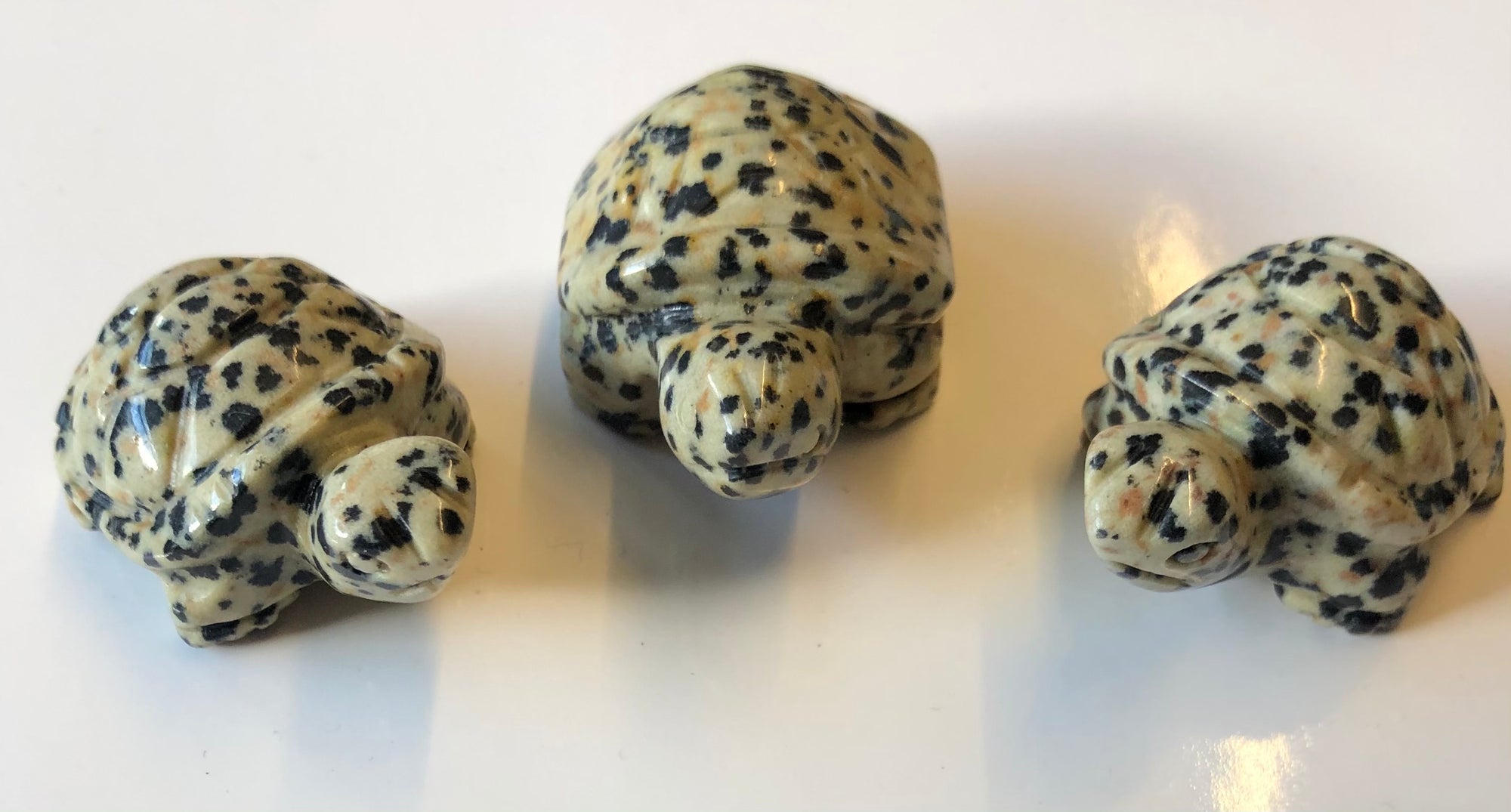 Dalmatian Jasper turtle