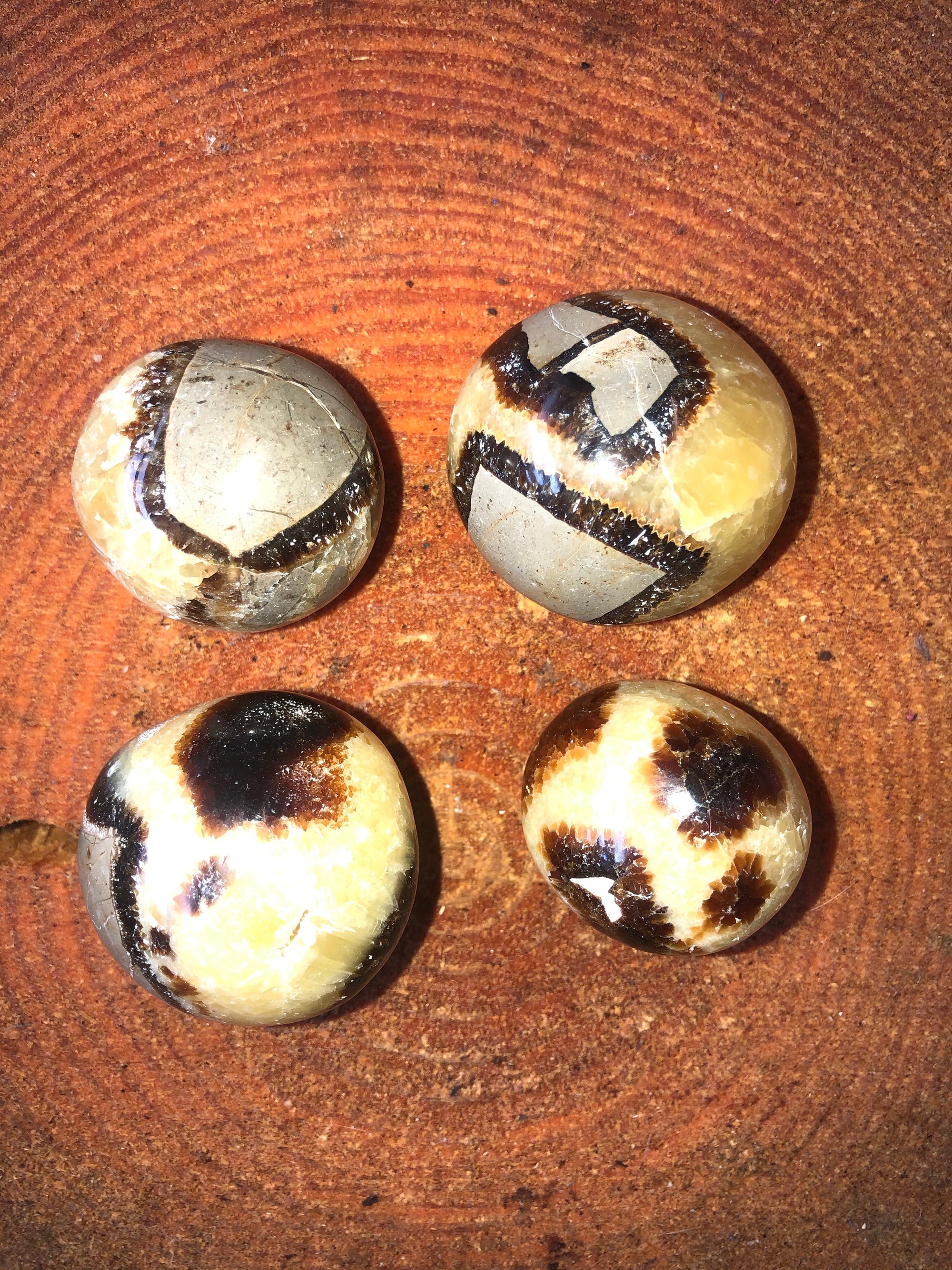 Septarian Palm Stones